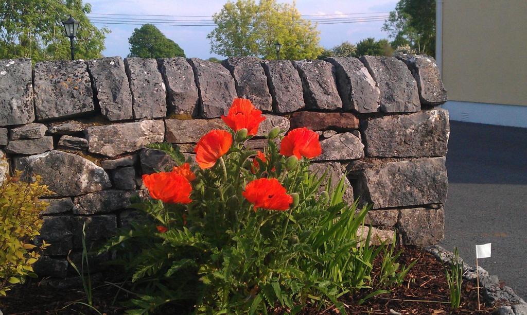Ashfield House B&B Cong Eksteriør bilde